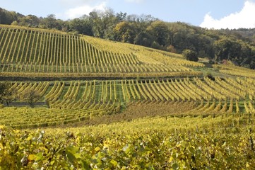 Fototapeta na wymiar vignoble d'Alsace