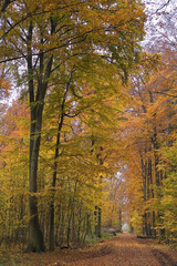 Herbstwald