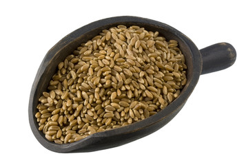 hard red winter wheat on a rustic, wooden scoop isolated