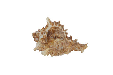 Isolated sea shell on white background