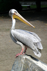 Pelikan  Pelecanus