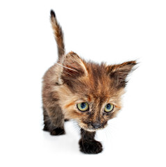 portrait small kitty isolated on white background