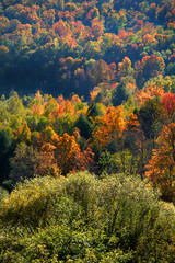 Many Colorful Trees