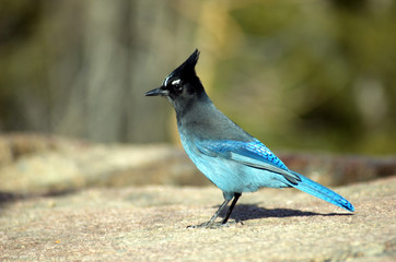 Wild blue bird
