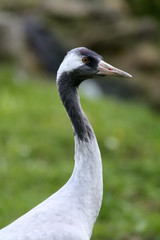 Kranich
