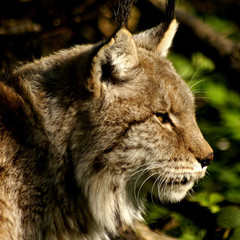 Lynx