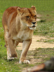 Lionne
