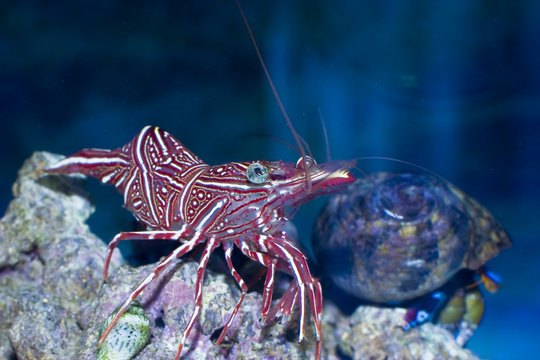 Rhynchocinetes durbanensis im Meerwasseraquarium