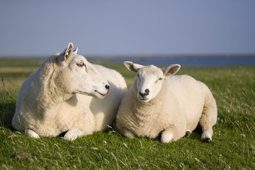 Zwei Schafe auf einem Nordsee-Schutzdeich