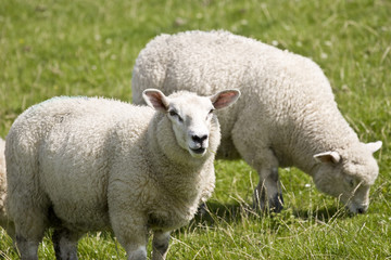Naklejka na ściany i meble Schafe auf dem Deich