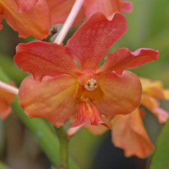 orchid&eacute;e papillon