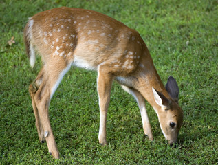 hungry whitetail deer fawn on a green field