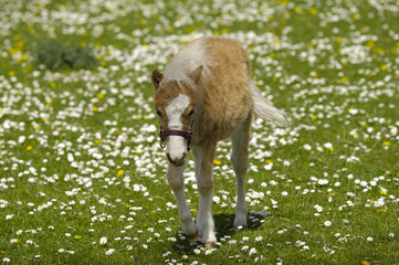 A sweet foal on a green, white and yellow flower field