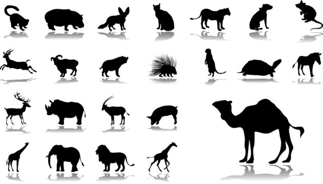 Big set icons. Animals