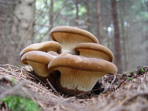 Samtfu&szlig;krempling, Paxillus atrotoentosus