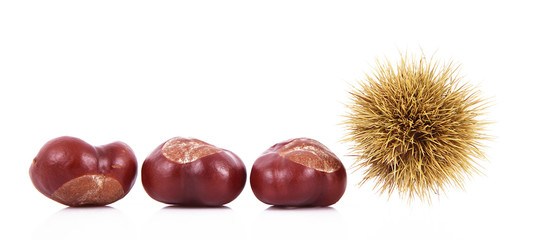 castagne