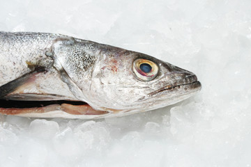 Hake fishes head on ice