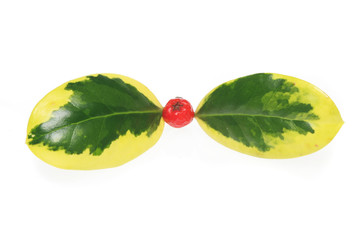 Variegated holly and berry on white