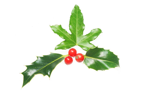 Holly and ivy leaves with red holly berries on white