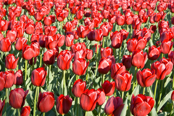 red blossom tulips field landscape