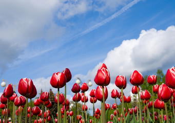 red tulips on blue sky background