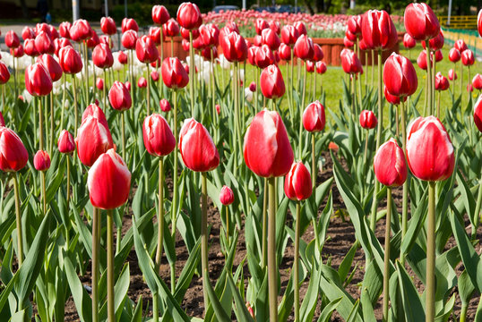 group of red-white beautiful tulips