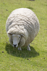 Grasendes Schaf auf dem Deich