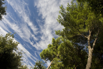 Pinien vor blauem Himmel