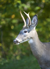 whitetail in fall with a forked pair of antlers