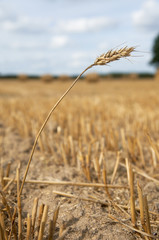 Fototapeta premium Ear of wheat in harvested field
