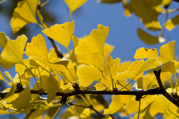 Obraz premium L'arbre aux cent écus