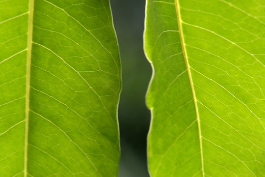 Feuille verte