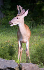 whitetail buck in velvet with his mouth open