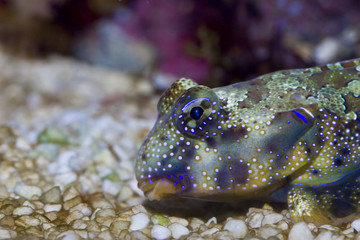 Neosynchiropus ocellatus im Meerwasseraquarium