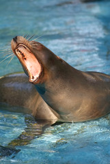 yawning sea lion