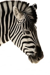 Fototapeta na wymiar pojedyncze zebra głowy