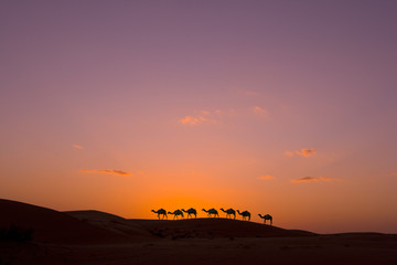 Kamelkarawane bei Sonnenuntergang in der Wüste - obrazy, fototapety, plakaty