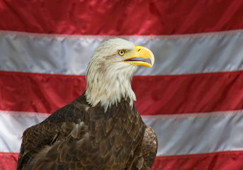 American eagle with the united states flag