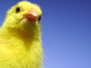 photo poussin P