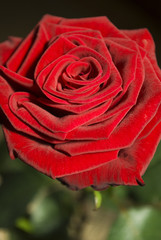 Rose en plong&eacute;e