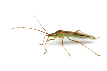 A shield bug standing and isolated on white background.