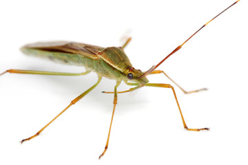 Close up of a shield bug over white background.