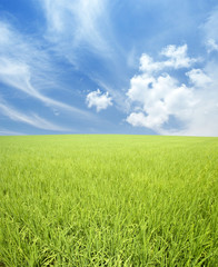 green field and sky