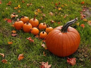 Mother Pumpkin and Babies