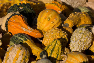 Fall Squash