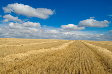 heaps of straw on the field under beautiful sky