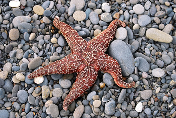 Starfish