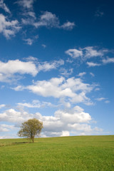 Fototapeta na wymiar Lonely tree on empty meadow and white clouds on blue sky