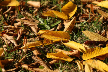 FEUILLES MORTES