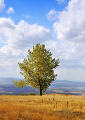 Fototapeta premium Autumn tree